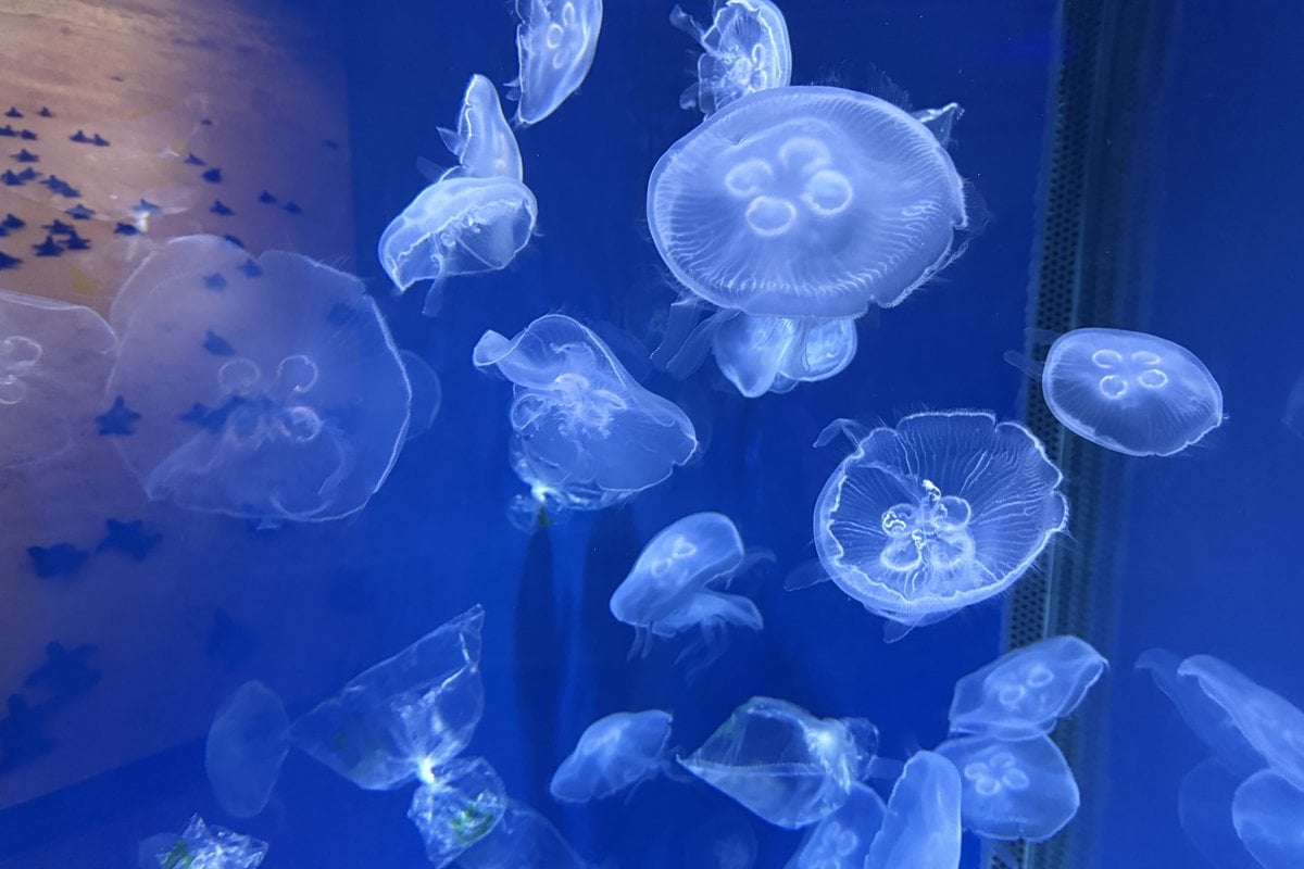 Adventure Aquarium - Gallery Image 6